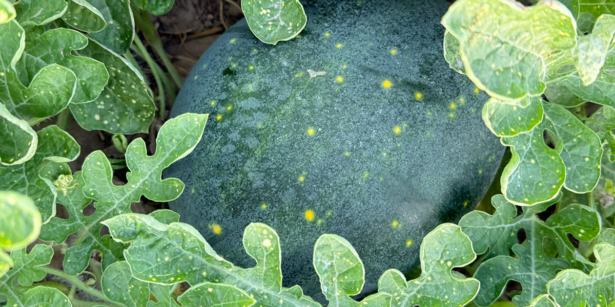 Anguria Rotta Guinness Arriva l’anguria “stellata”: la nuova sfida di Agricola Campidanese ...