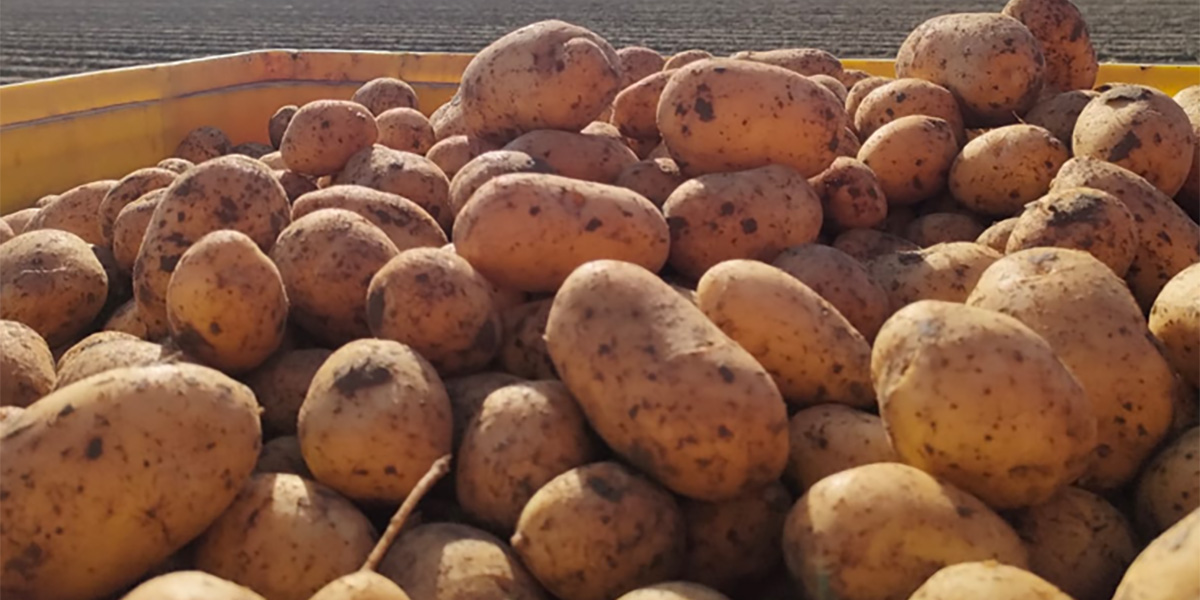 Patate di Bologna: fissato a 0,42 €/Kg il prezzo minimo per la campagna 2025-2026