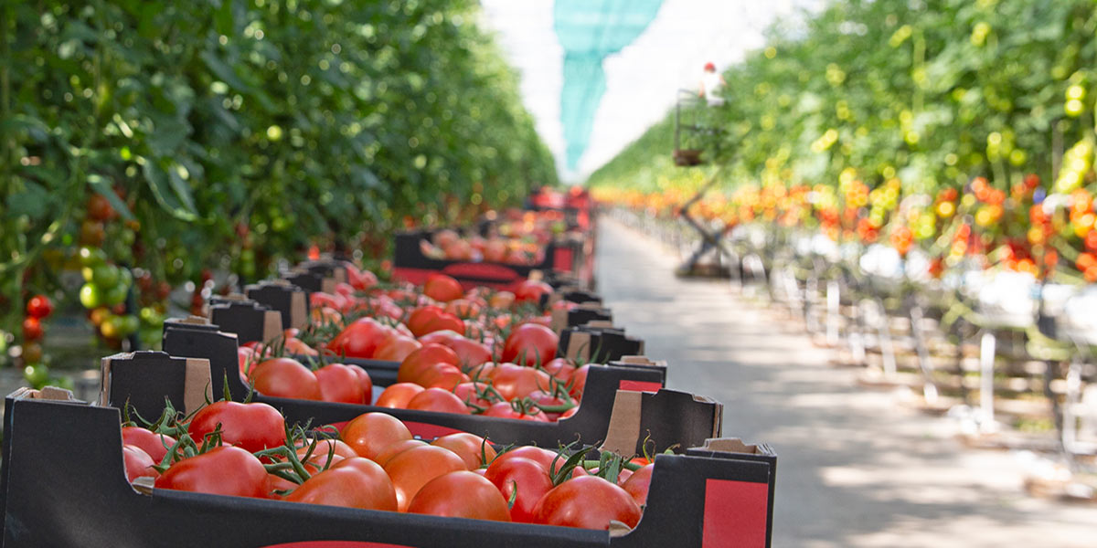 Pomodoro, novità da Rijk Zwaan - Italiafruit News