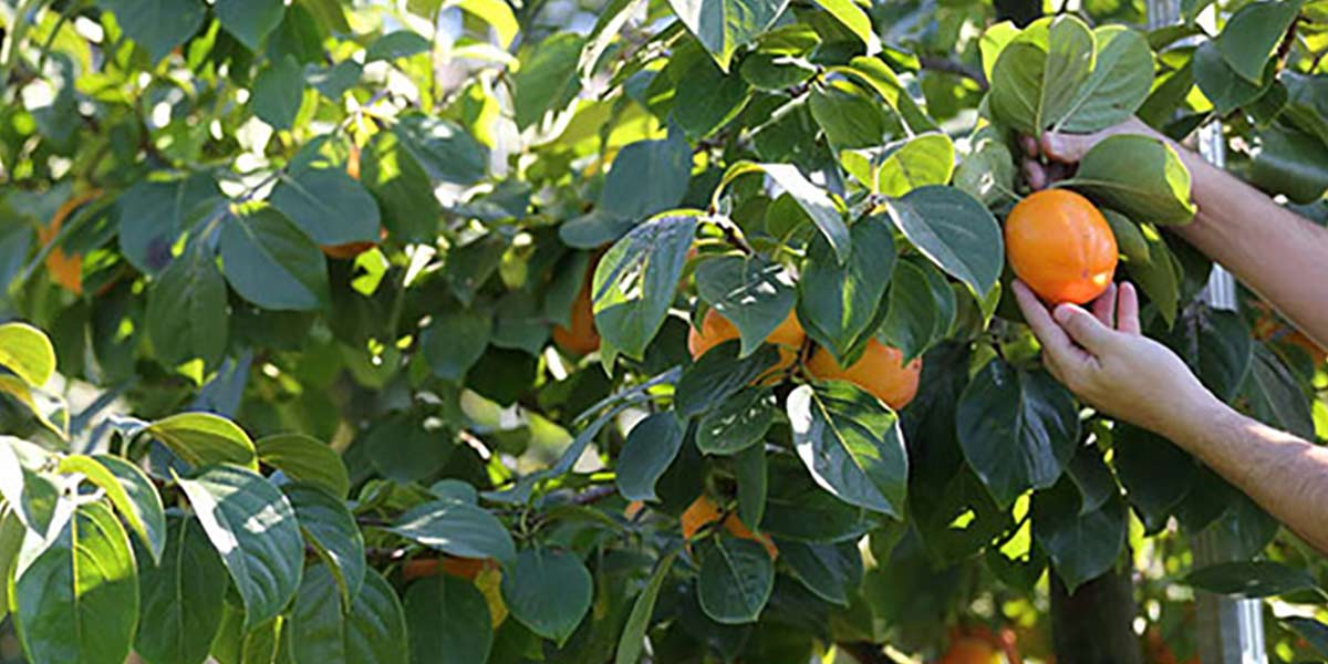 Kaki sotto attacco, la mosca della frutta imperversa