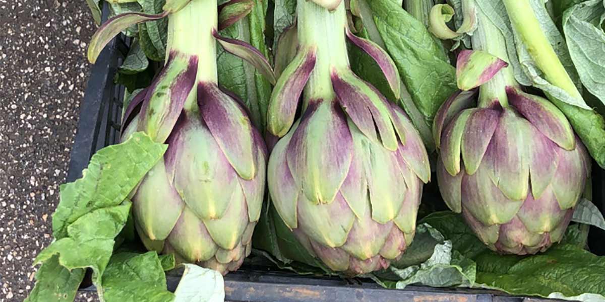 Carciofi pugliesi, le incognite da affrontare