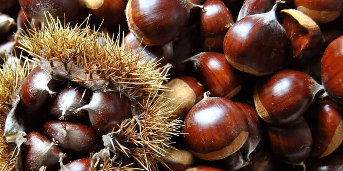 Tutti i numeri di castagne e marroni