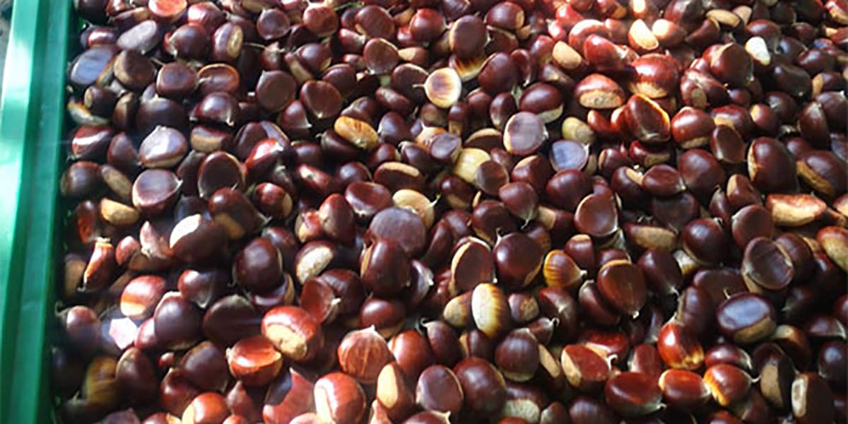 Castagne, prezzi in picchiata
