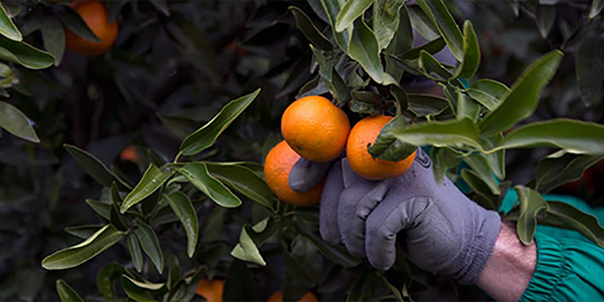 Clementine, in Calabria si scaldano i motori