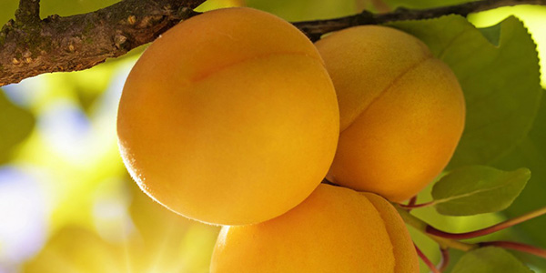 Frutta estiva, partenza tiepida anche per il bio