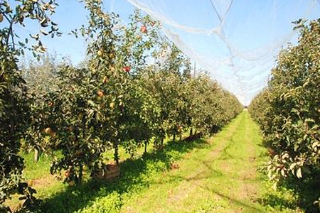 LA COOP ‘LA PORTA DEI PARCHI’ PROMUOVE LE ANTICHE VARIETA' CON LA RACCOLTA DELLA MELA LIMONCELLA D'ABRUZZO E I SOGGIORNI RURALI