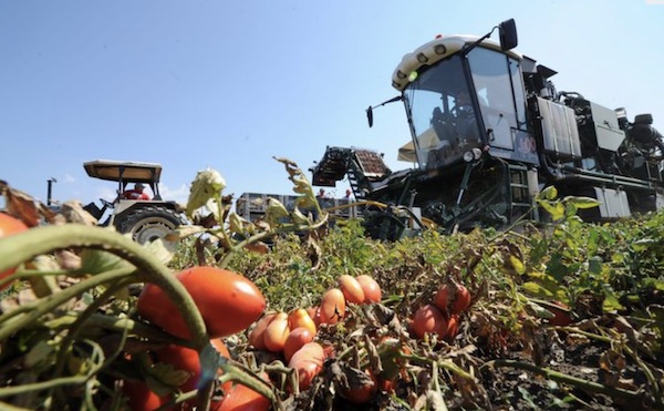 Pomodoro, la Spagna taglia e punta su altre colture