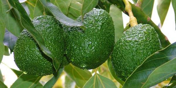 L'avocado nel paniere Apofruit