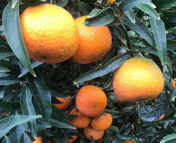 «Clementine, qualità alta. Come i costi»