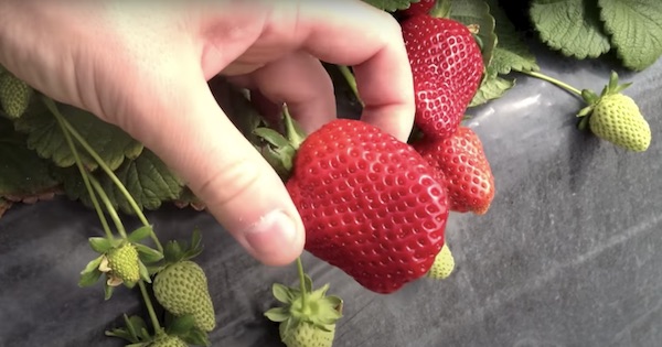 «Fragola Candonga, prezzi ok e buone prospettive»