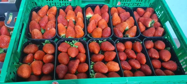 Canova, numeri in crescita e nuove «Isole» 