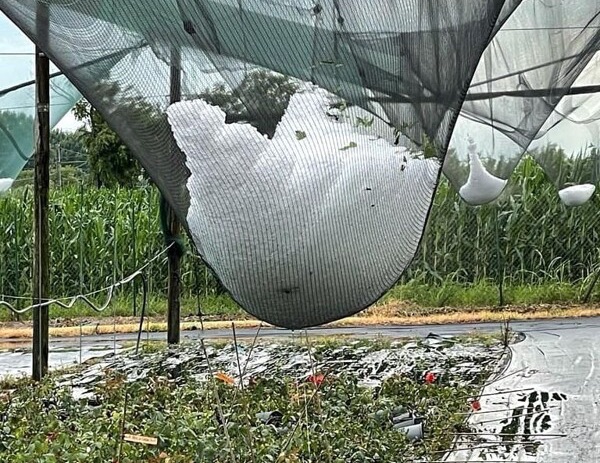Grandinate e trombe d'aria al Nord, danni per l'agricoltura