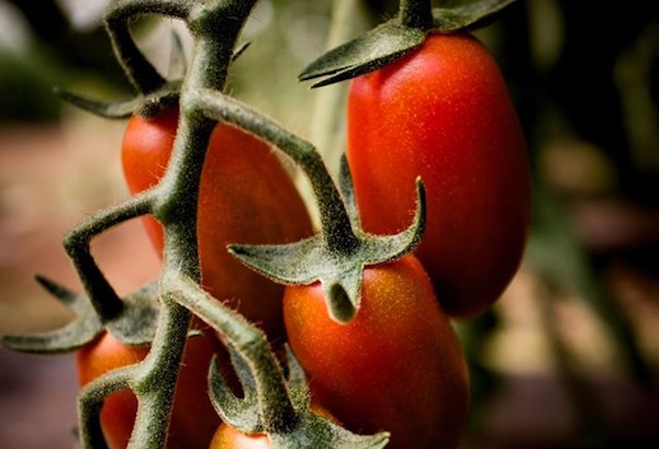 Torpedino, campagna al via guardando alla Sicilia