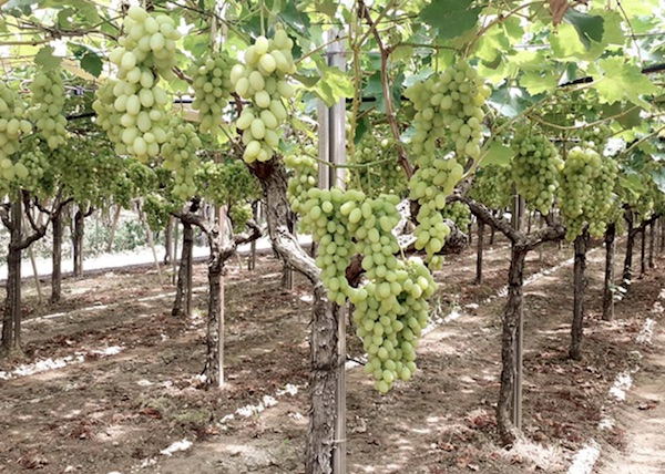 Uva, i campioni per produzione ed export