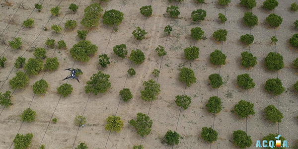 I droni misurano la sete degli agrumeti