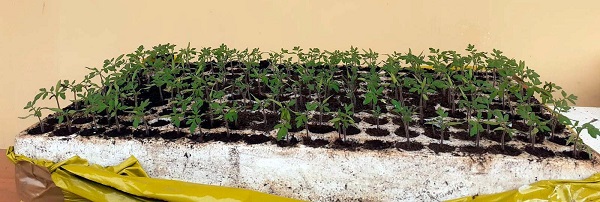 Biostimolanti e pomodori in serra nella ricerca di Isvam