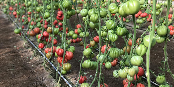 «Concorrenza estera? Nessun problema per i nostri pomodori»