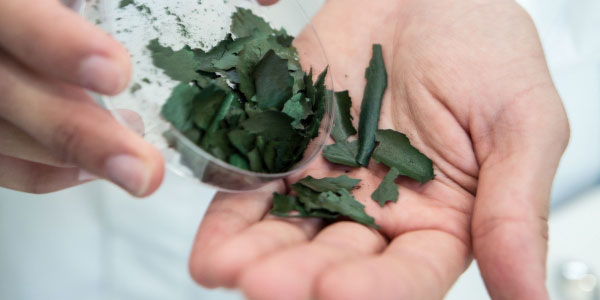 Spirulina, l'alga da 180 euro il chilo