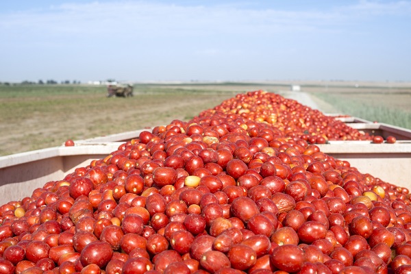 Pomodoro biologico, la nuova sezione merceologica Anicav