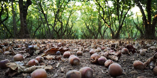 Nocciola, «Piano di settore» verso l’aggiornamento