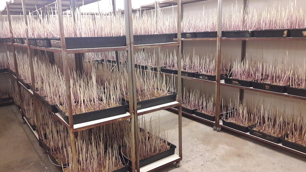 «Bene la ripartenza della Biofabbrica di Ramacca»