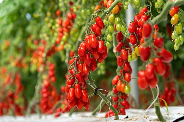 «Tandem, il pomodoro midi plum dal gusto dolcissimo»