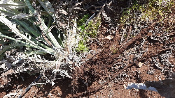 Inulina, scarto di valore dalle radici del carciofo