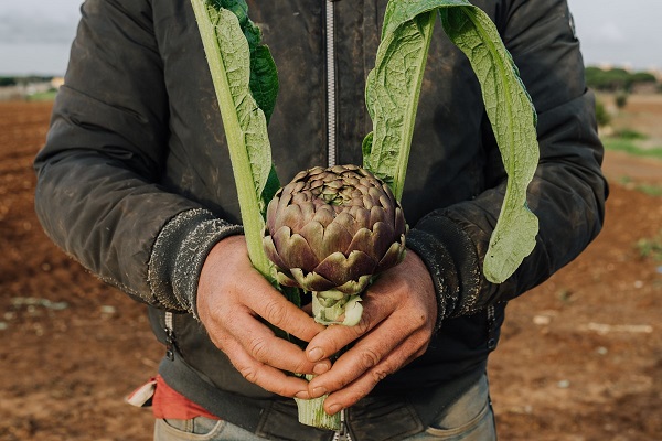 Al via il rilancio del Carciofo romanesco del Lazio Igp