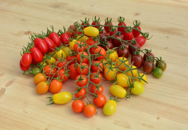 Pomodoro, la diversificazione delle specialità