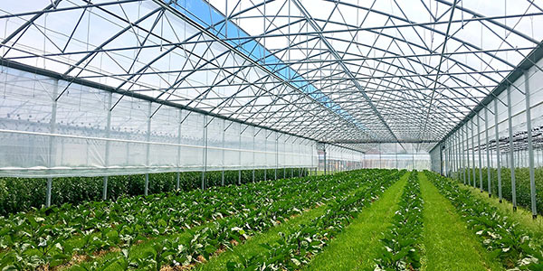 Serre italiane, la domanda globale è in costante crescita 