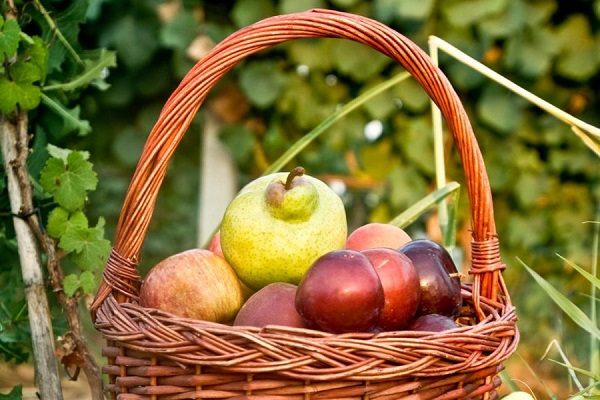 Marchio di qualità Trentino per aceti e sidri di frutta