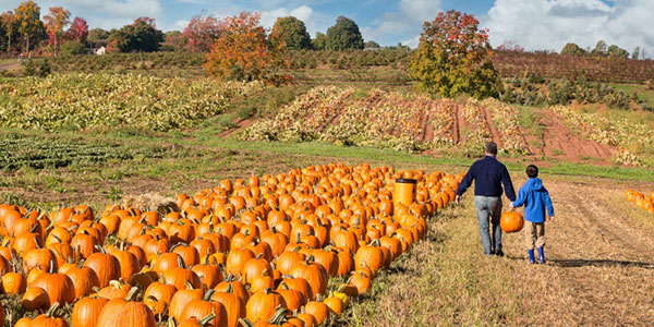 A Bergamo la raccolta di frutta e verdura è self-service