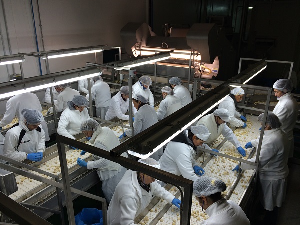 Castagne, la filiera di Ingino Spa cresce grazie a Idea Agro