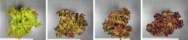 «I nostri modelli matematici a servizio dell'orticoltura»