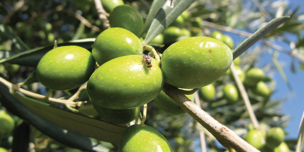 Mosca dell'olivo, ecco come prevenire gli attacchi