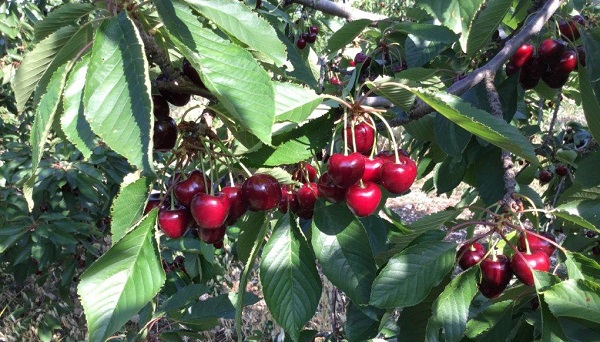 Ciliegie, il prodotto bio scala le classifiche dei prezzi