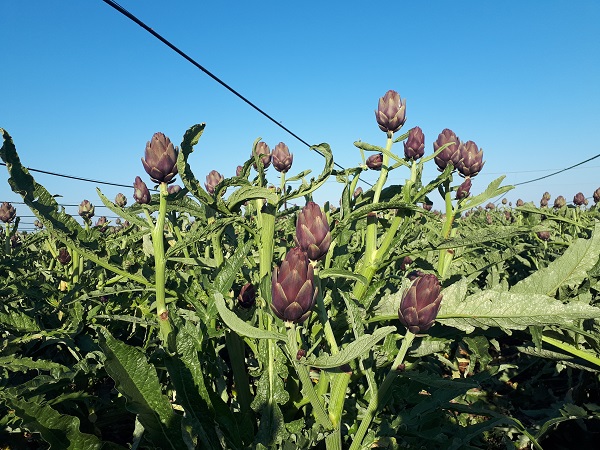 Precoci e produttivi, sono i carciofi ibridi di Nunhems