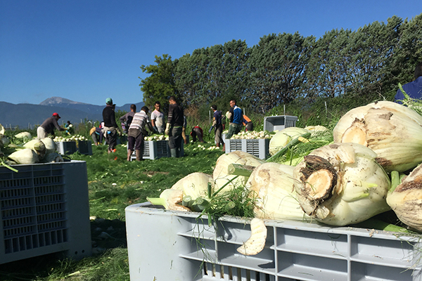 Paolillo, parte la campagna del finocchio del Fucino