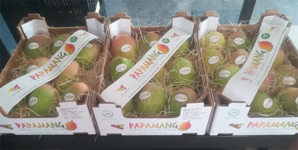 Mango made in Sicily, avvio di campagna sorprendente