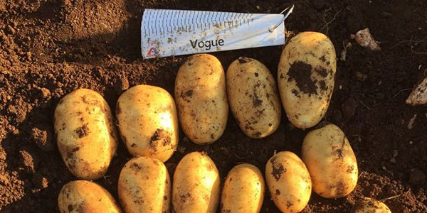 Patata novella di Siracusa, stagione gratificante