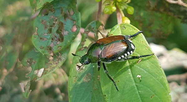 Popillia japonica, primi esemplari in Lombardia