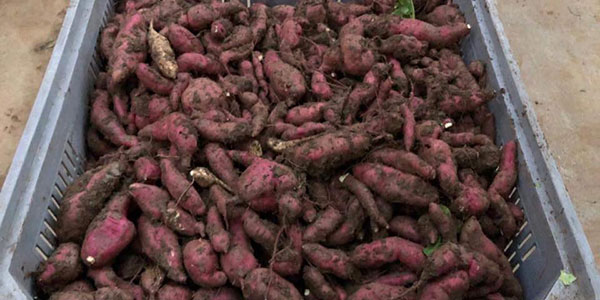 Batata cuneese, una nicchia di successo