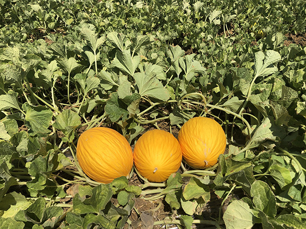 Vigoria e rusticità per il melone Rubial di Rijk Zwaan