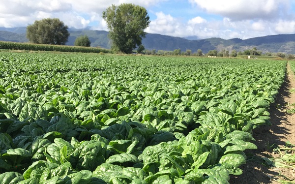 Rijk Zwaan, gli spinaci ideali per il confezionamento