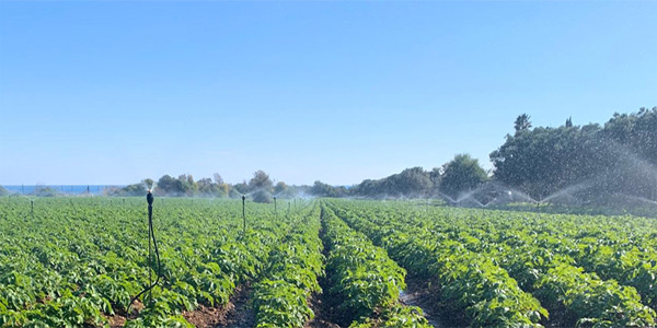 Romagnoli fa il punto sulle patate novelle del siracusano
