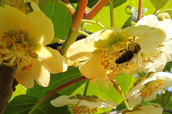 Kiwi giallo, il Calcio migliora le vendite