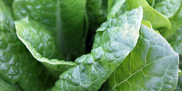 L’ecdysterone degli spinaci tra le nuove sostanze dopanti