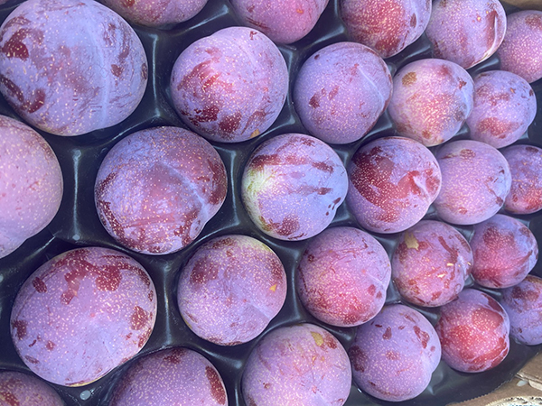 Ecco Tasty Sweet, la nuova susina premium 