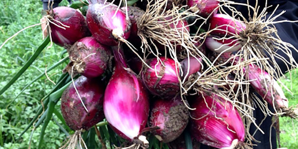 «Cipolla rossa, a Tropea rischiamo l'estinzione»