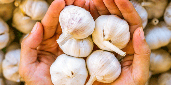 L'aglio secco italiano è pronto, al via le spedizioni